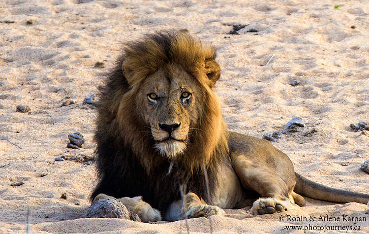 Lion, Kruger Park, wildlife