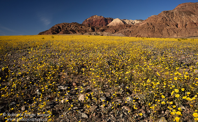 Desert Gold wildflowers, Death Valley, USA