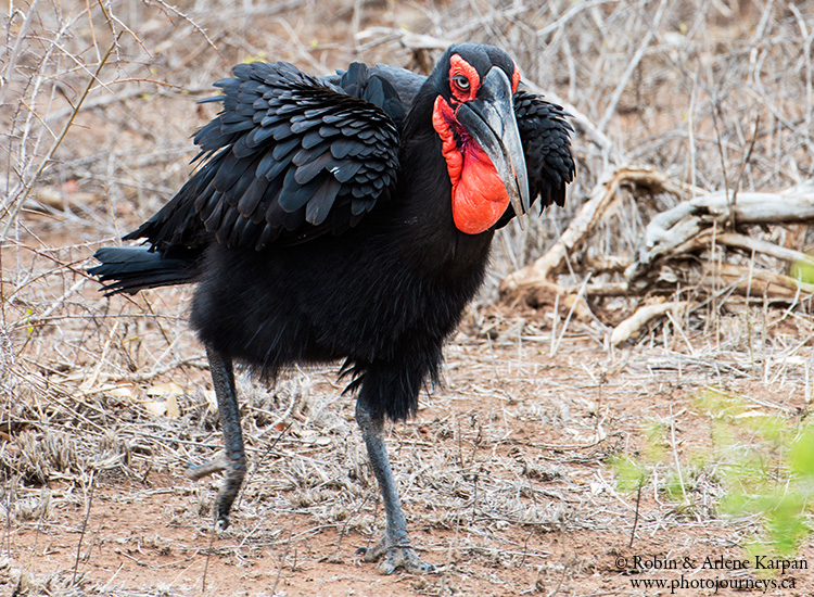 Ground hornbill, Kruger National Park