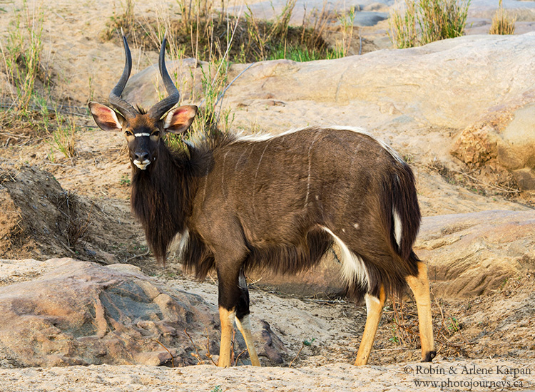 Nyala, Kruger National Park