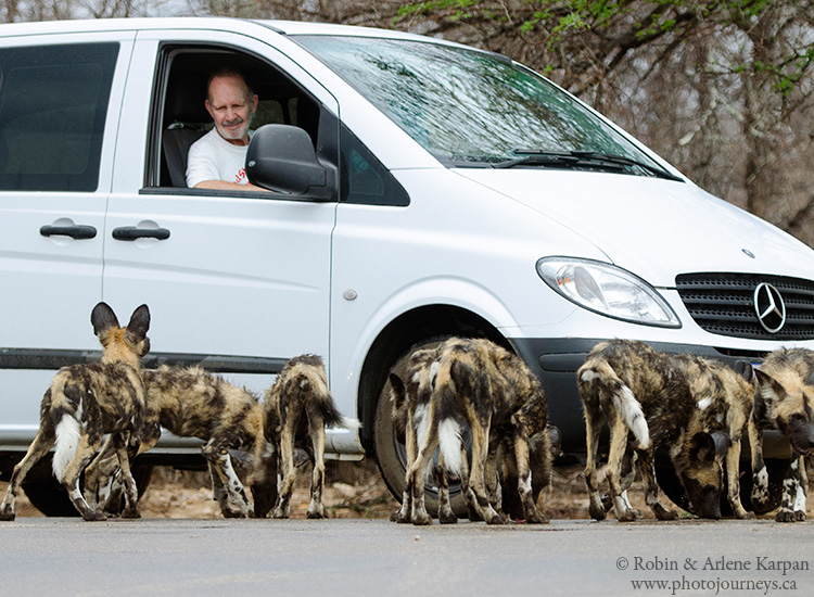 wild dogs, Kruger National Park