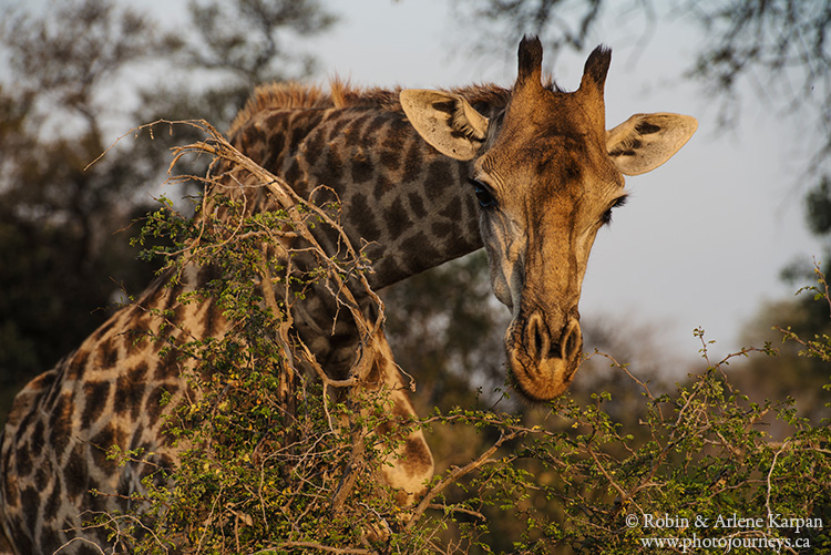 giraffe, Kruger National Park