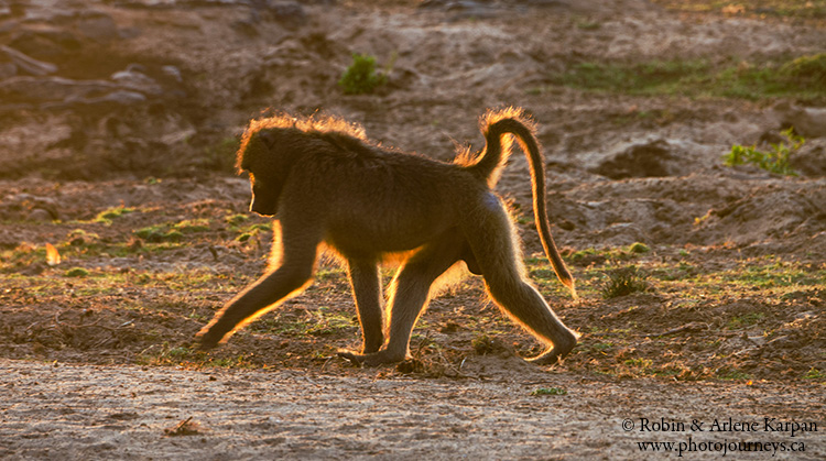 baboon Kruger National Park