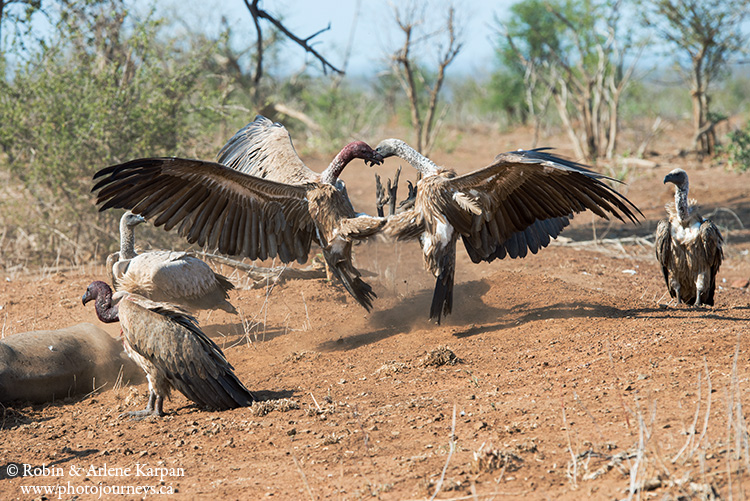 Vultures, Kruger National Park