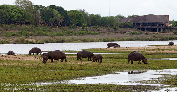 hippos, Kruger National Park