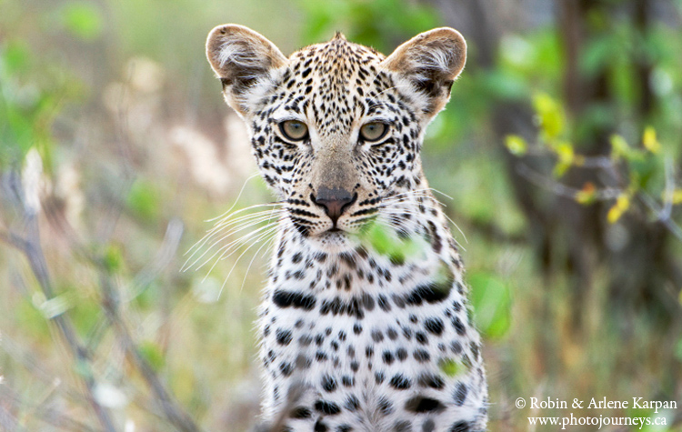 Leopard, Kruger National Park