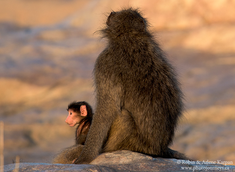 Baboon and baby, Kruger National Park