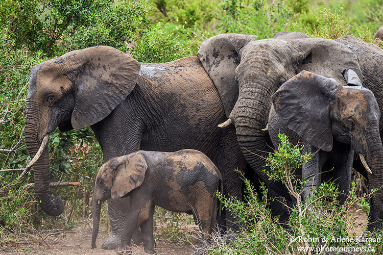elephants, Kruger National Park