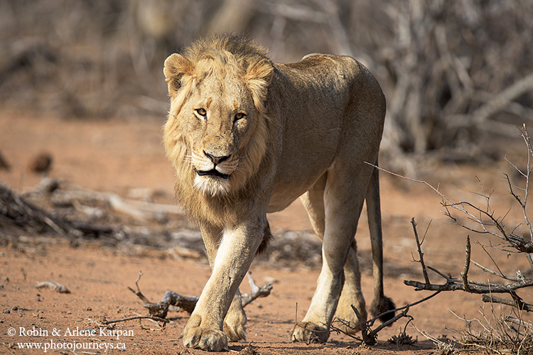 Lion, Kruger National Park