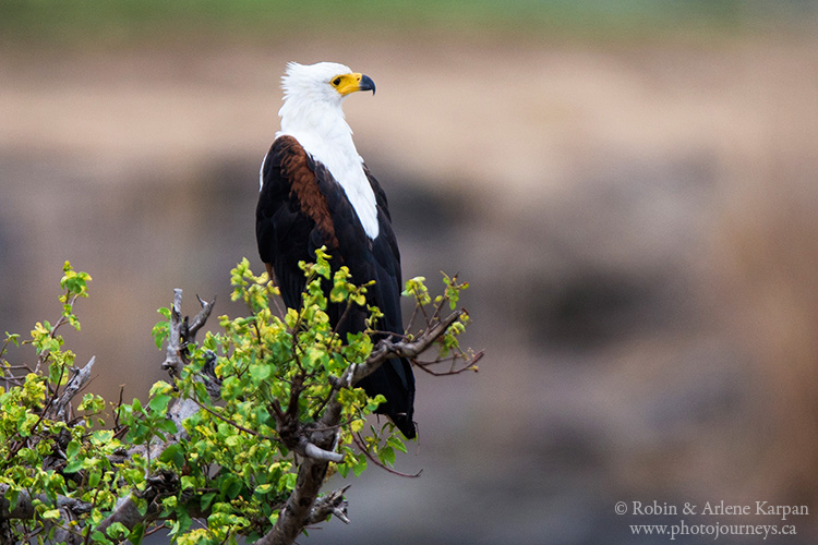 African fish eagle, Kruger National Park