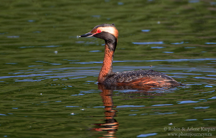 horned grebe