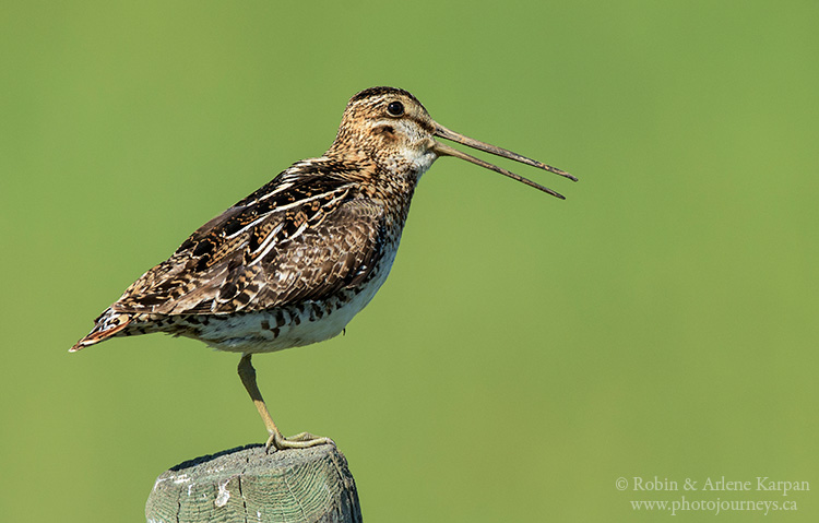 Wilson's snipe