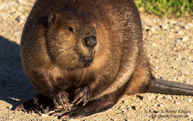 beaver