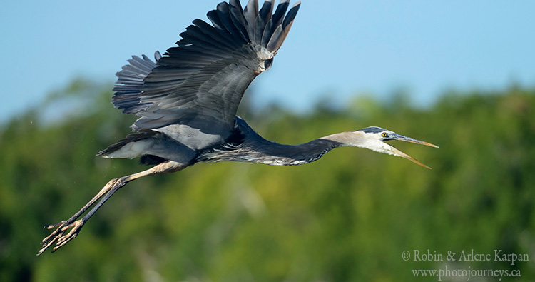 great blue heron