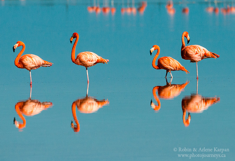 flamingos