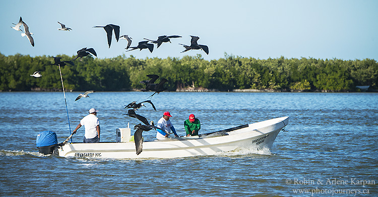 birds and boat