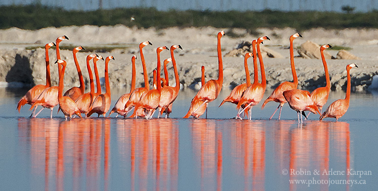 flamingos