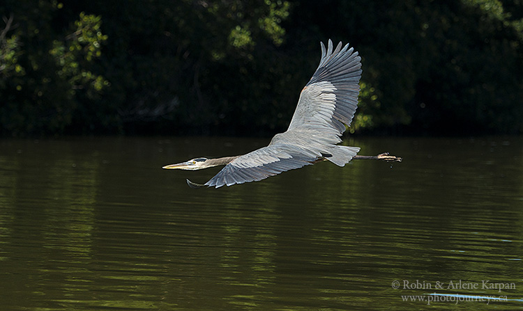 Great blue heron