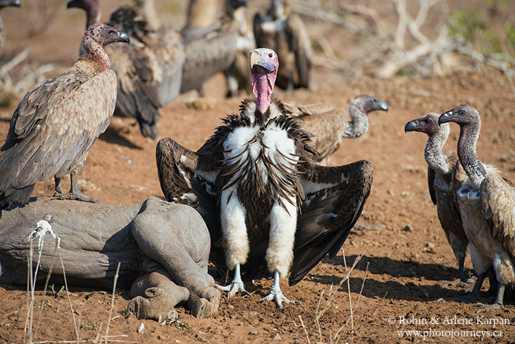 lappet-faced vulture