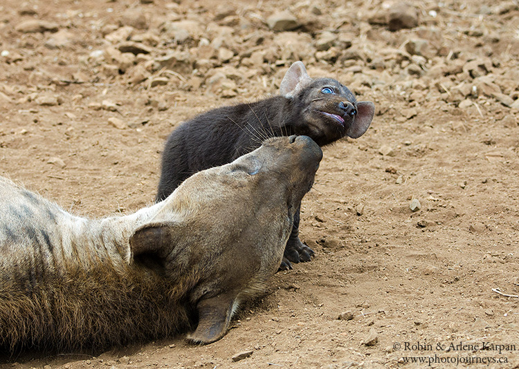 hyena mother and cub