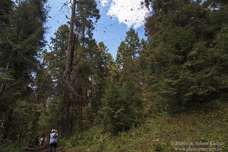 Monarch butterflies