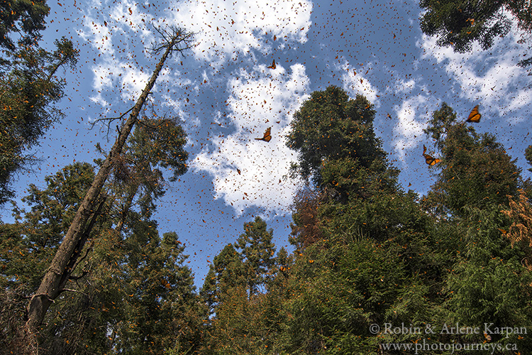 Monarch Butterflies at El Rosario, Monarch Butterfly Biosphere Reserve, Mexico.