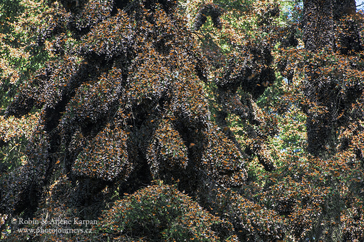 Monarch butterflies