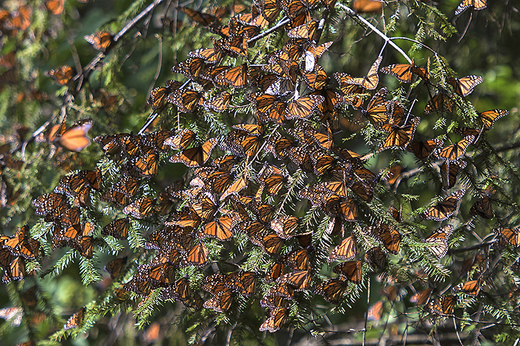 Monarch butterflies, El Rosario Monarch Butterfly Reserve, Mexico