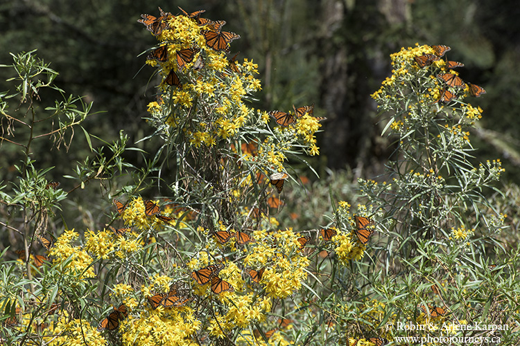 Monarch butterflies