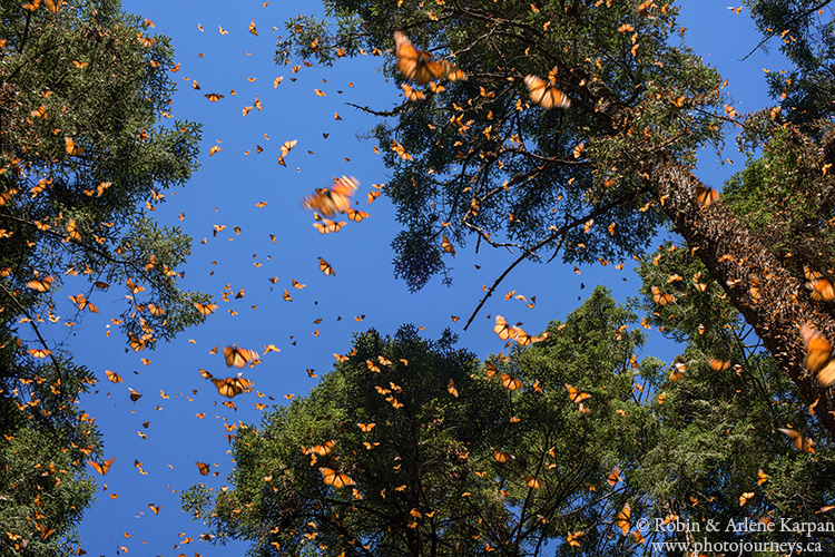 Monarch butterflies