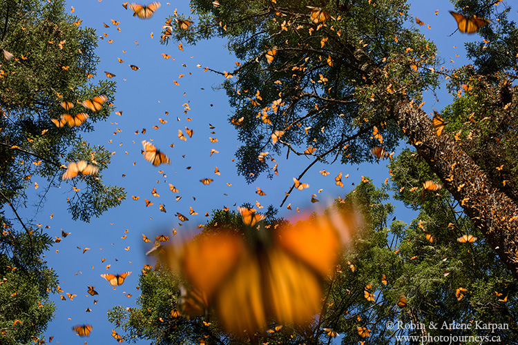 Monarch butterflies