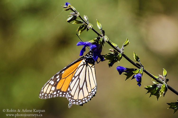 Monarch butterflies