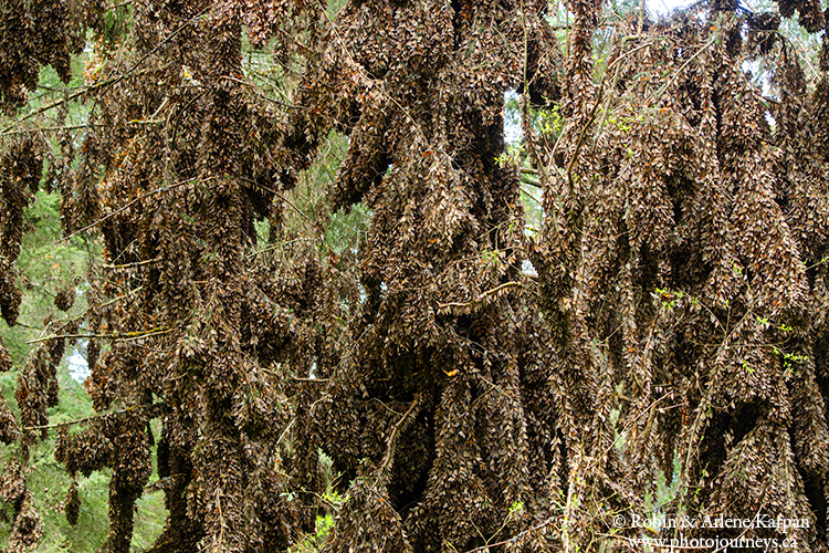 Tree branches thick with butterflies, Piedra Herrada Monarch Butterfly Reserve, Mexico