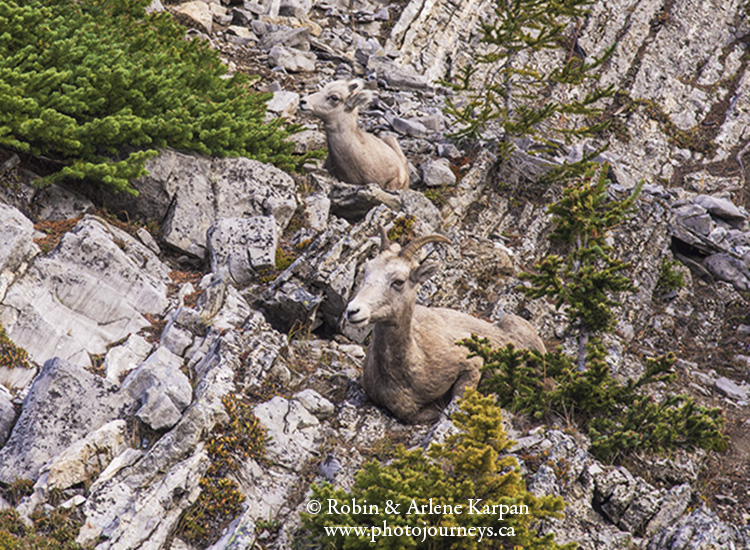 bighorn sheep, Banff National Park.