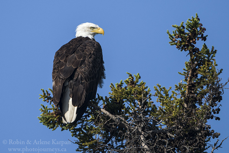 Bald Eagle, Lake Athabasca, Saskatchewan