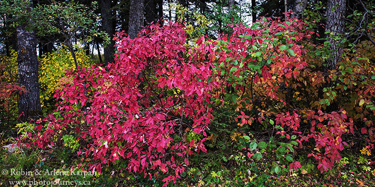 Red osier dogwood at Round Lake Recreation Site