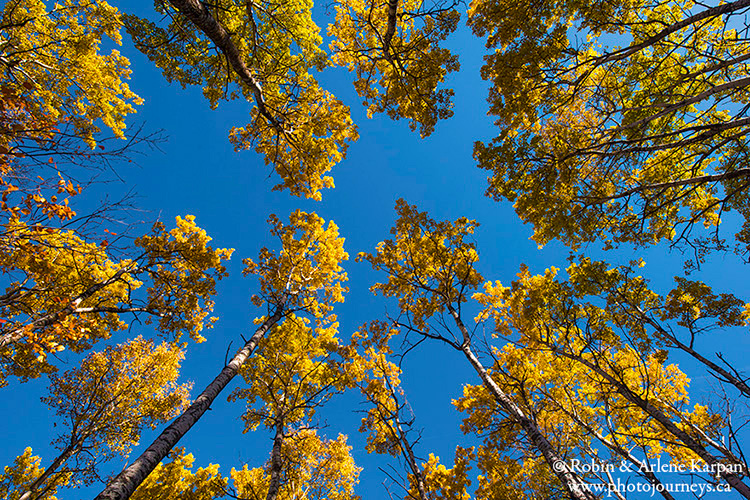 Trembling aspen trees, Thickwood Hills