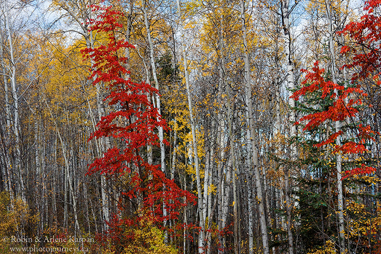 Ash trees, Prince Albert National Park