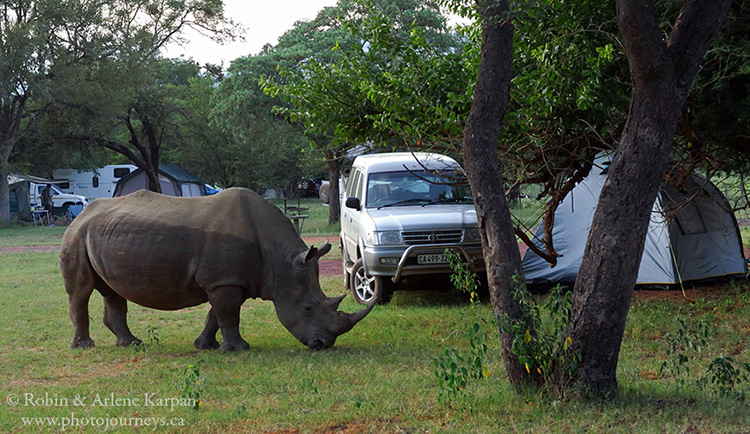 Rhinos, Marakele National Park, South Africa