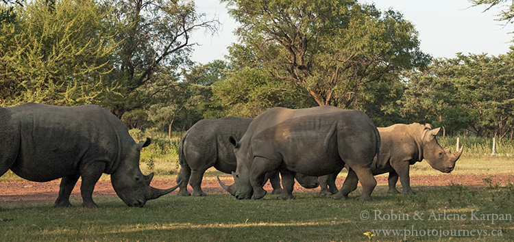 Rhinos, Marakele National Park, South Africa