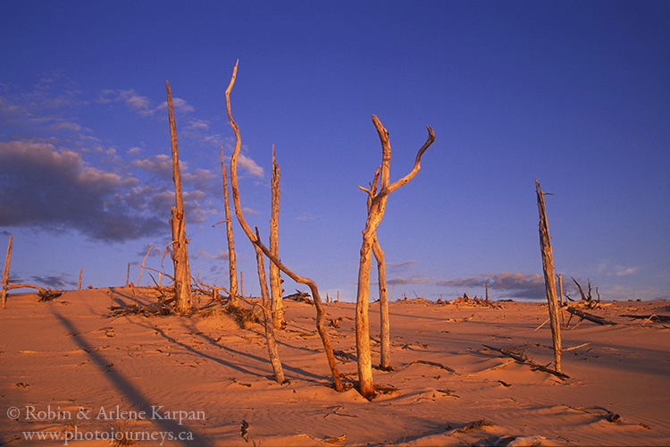 Athabasca Sand Dunes, northern Saskatchewan