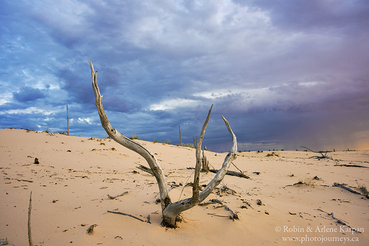 Athabasca Sand Dunes, northern Saskatchewan