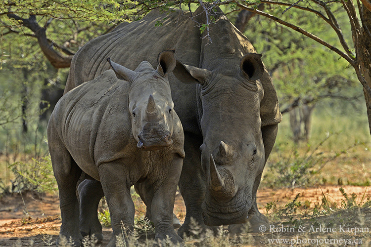 Rhinos, Marakele National Park, South Africa