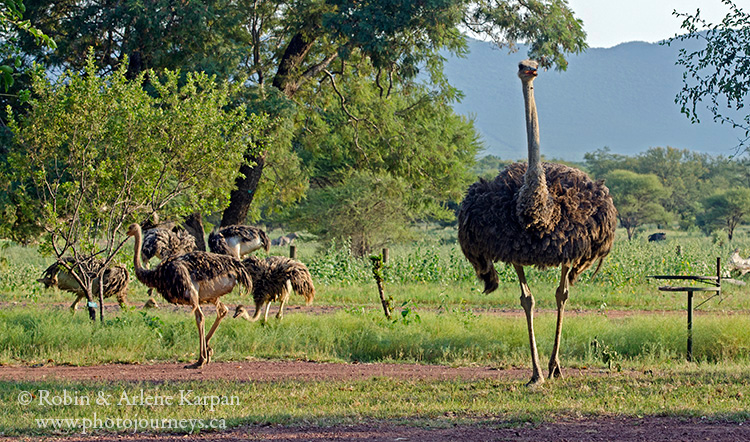 Ostrich, Marakele National Park, South Africa