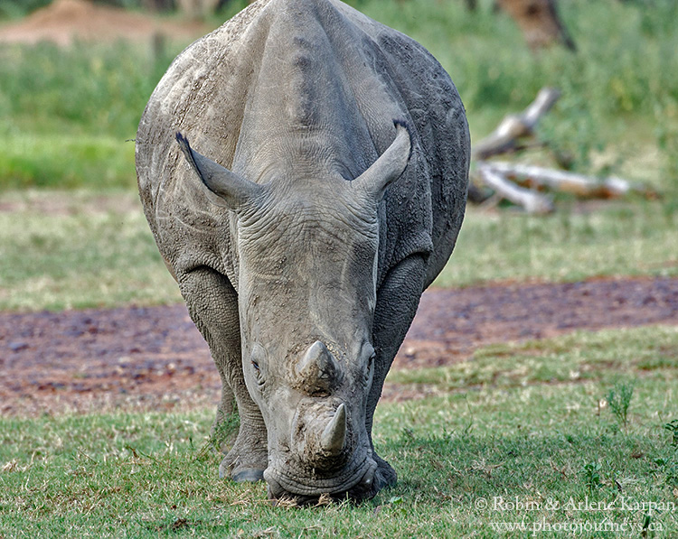 Rhino, Marakele National Park, South Africa