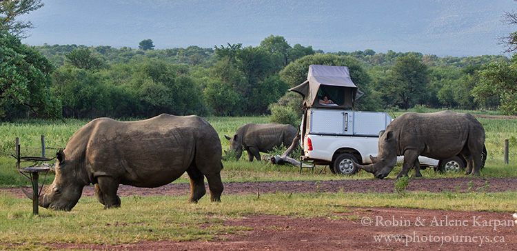 Rhinos, Marakele National Park, South Africa