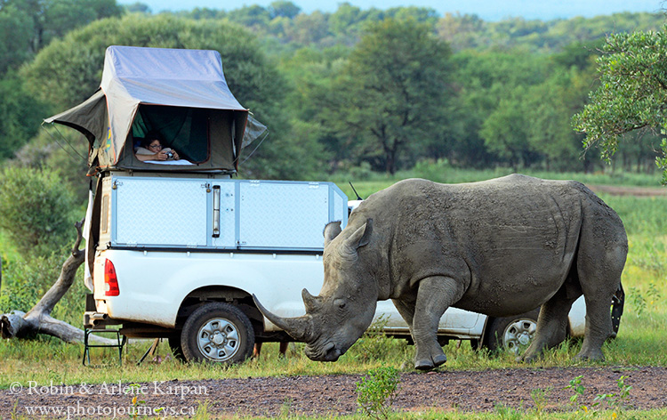 Rhinos, Marakele National Park, South Africa