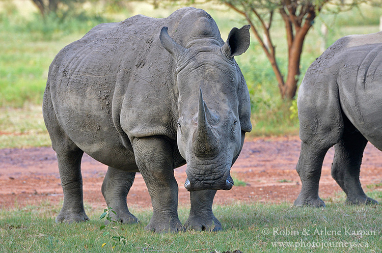 Rhinos, Marakele National Park, South Africa