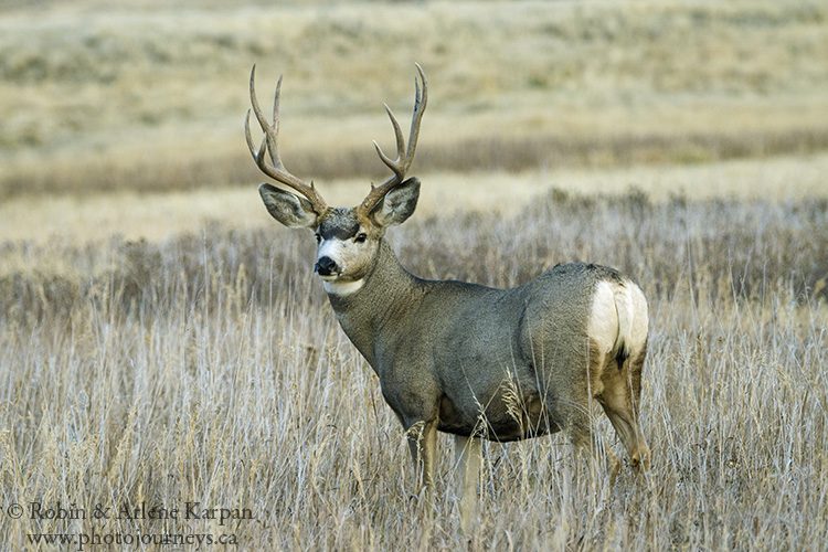 Mule deer buck, Saskatchewan