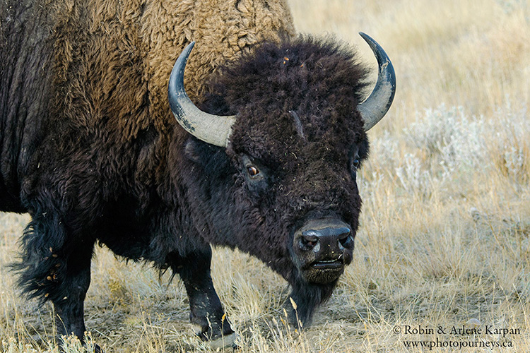 Bison, Grasslands National Park, Saskatchewan